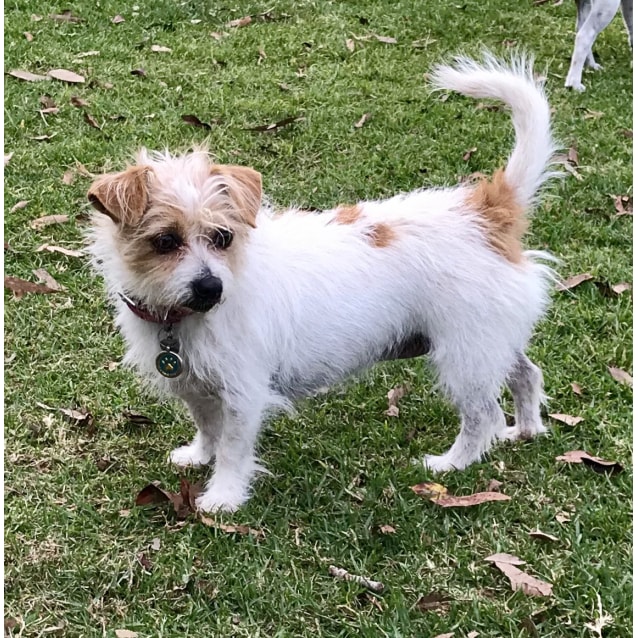 Pattie Cupcake Small Female Jack Russell Terrier x Maltese Mix Dog in NSW PetRescue