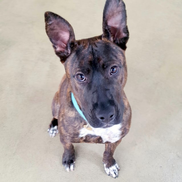 Roxy Large Female American Staffordshire Terrier x Boxer Mix Dog in VIC PetRescue