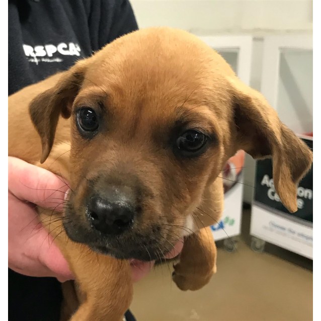 rhodesian ridgeback x