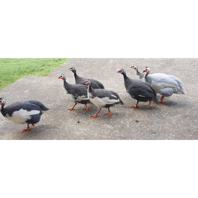 Guinea Fowl Family Female Bird In Qld Petrescue