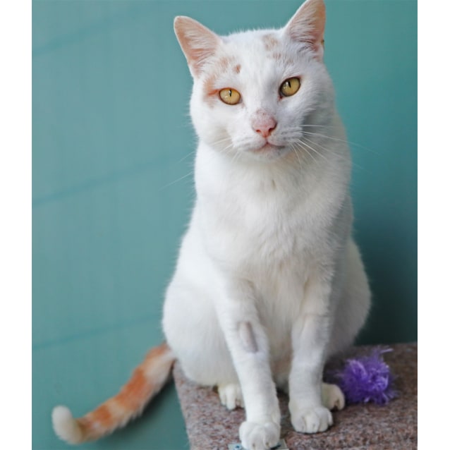Harry Male Domestic Short Hair X Turkish Van Mix Cat In Qld