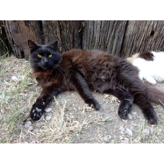 ragdoll x persian
