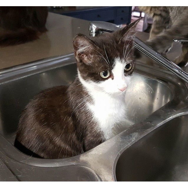 Brooke Female Domestic Short Hair X Ragdoll Cat In Qld Petrescue