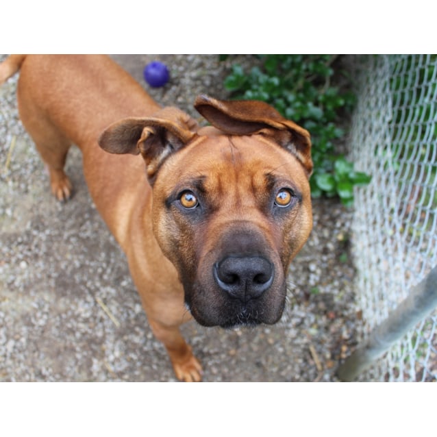 bullmastiff cross bull terrier