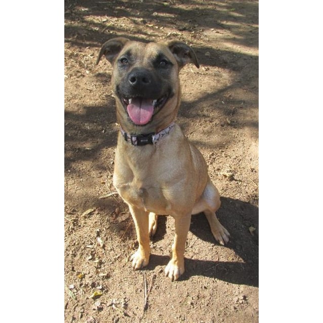 Annie Medium Female German Shepherd x American Staffordshire Bull Terrier Mix Dog in QLD