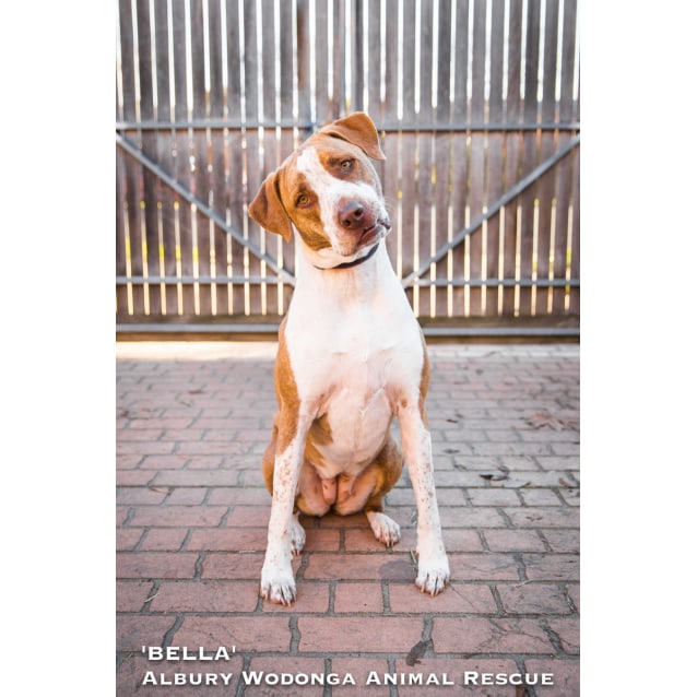 Catahoula Pitbull Catahoula Bull Terrier Catahoula Bull Arab 2025