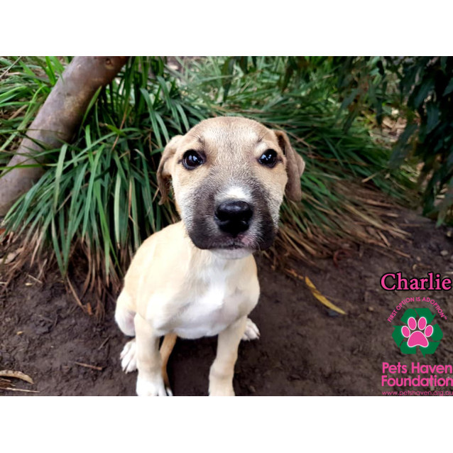 Charlie Medium Male Mastiff Mix Dog In Vic Petrescue