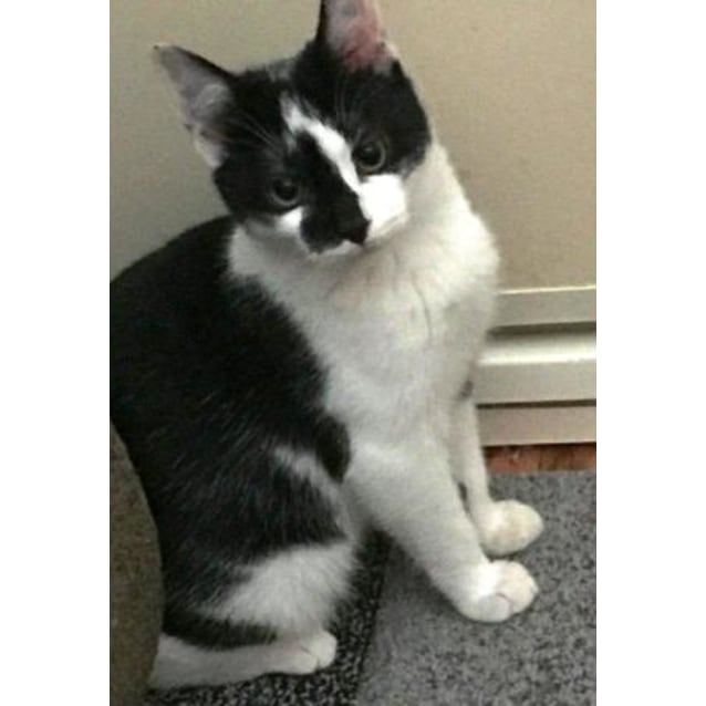 Penny Female Domestic Short Hair Cat In Nsw Petrescue