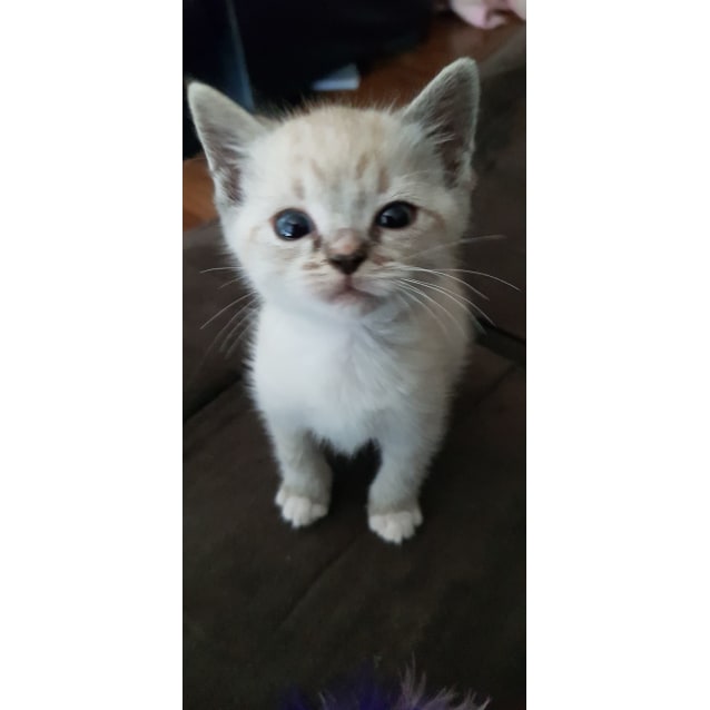 Gatsby Female Ragdoll Cat In Qld Petrescue