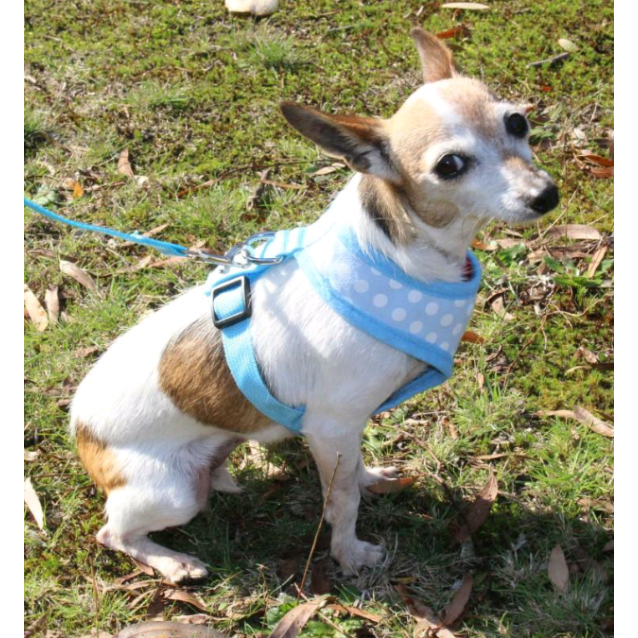 Miniature Fox Terrier Mix Dog 