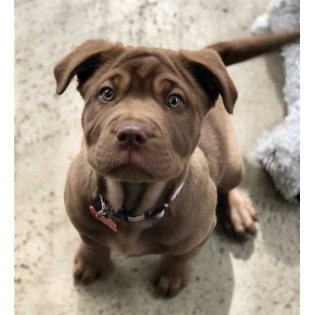 shar pei x mastiff