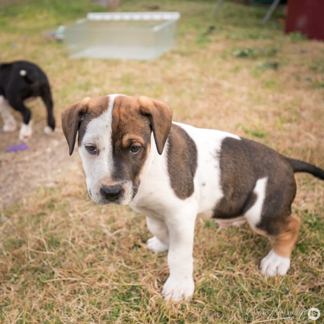 Max ~ Bull Arab x Catahoula (on trial 