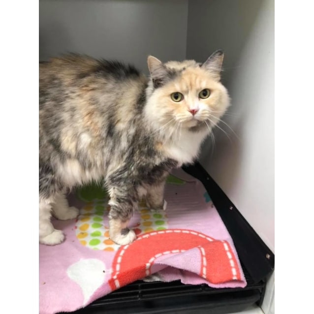 June - Female Burmese x Domestic Medium Hair Mix Cat in ...