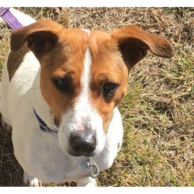 rspca jack russell