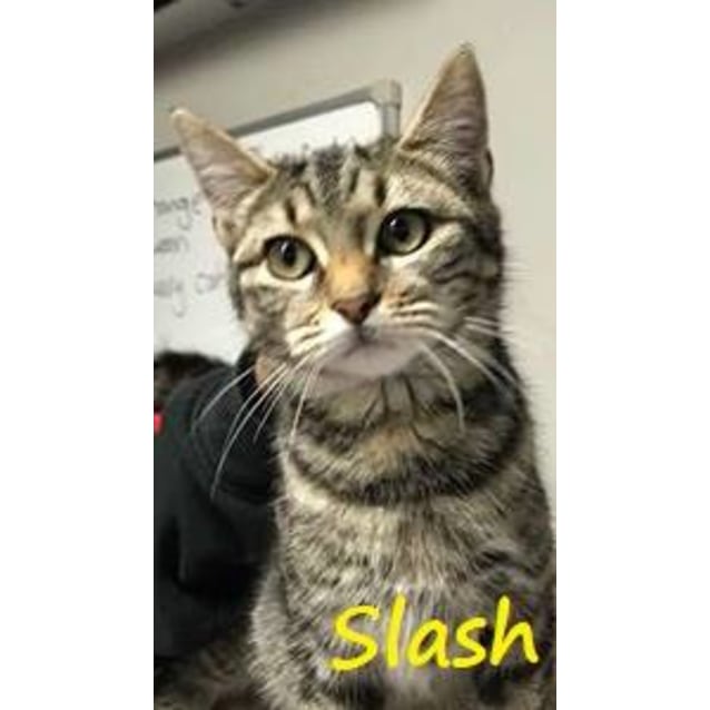 Slash Male Domestic Short Hair Cat In Nsw Petrescue