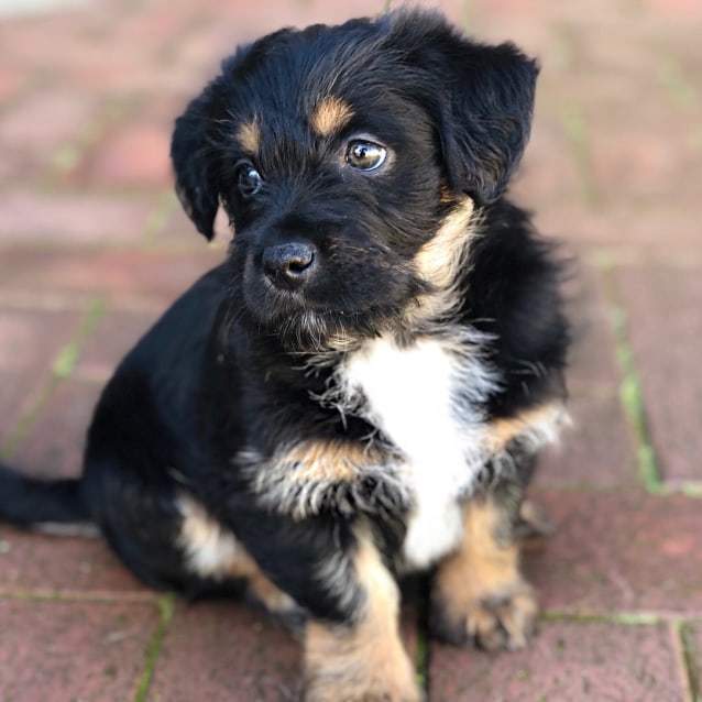 Linney And Digger With Hayley Small Female Kelpie X Maltese X Shih Tzu Mix Dog In Wa Petrescue
