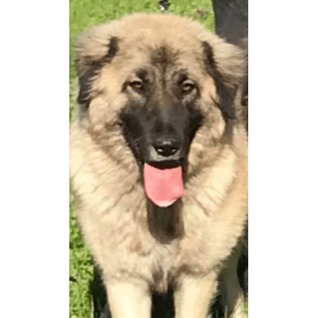 Bitola Large Female Sarplaninac Mix Dog In Vic Petrescue