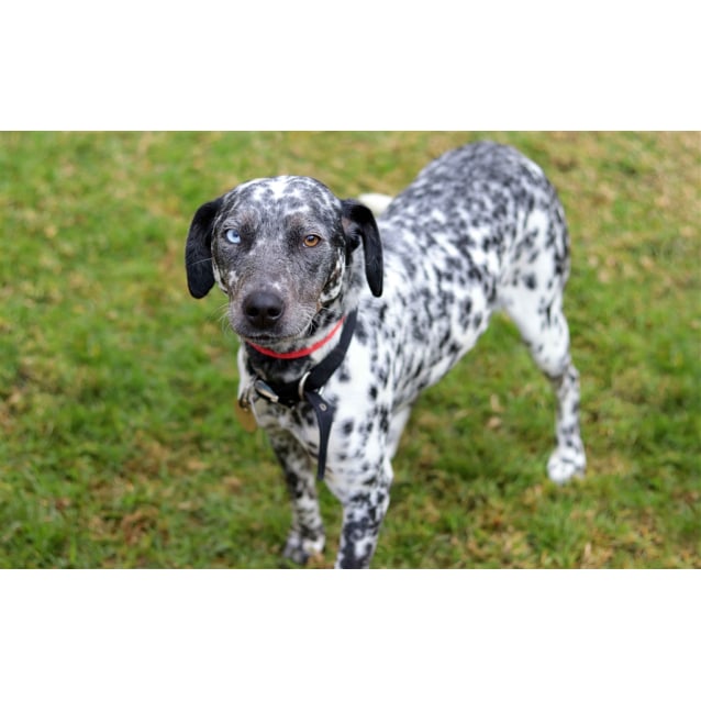 Angel Large Female Dalmatian X Kelpie Mix Dog In Vic Petrescue