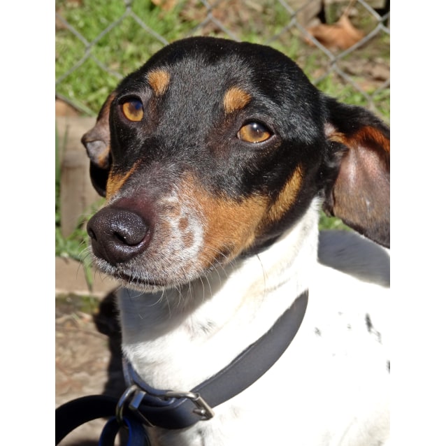 Franklin Small Male Jack Russell Terrier Mix Dog In Nsw Petrescue