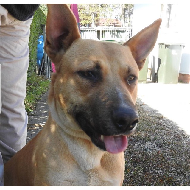 Lucky Large Male German Shepherd x Staffy Dog in NSW PetRescue