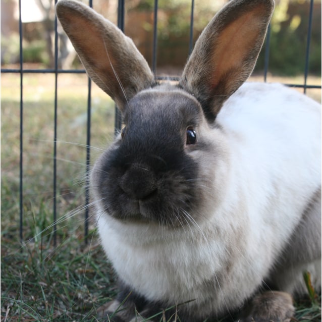 Hazel - Male Rabbit in NSW - PetRescue