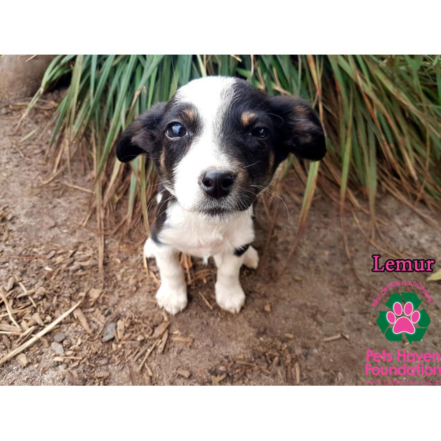 border collie and dachshund mix