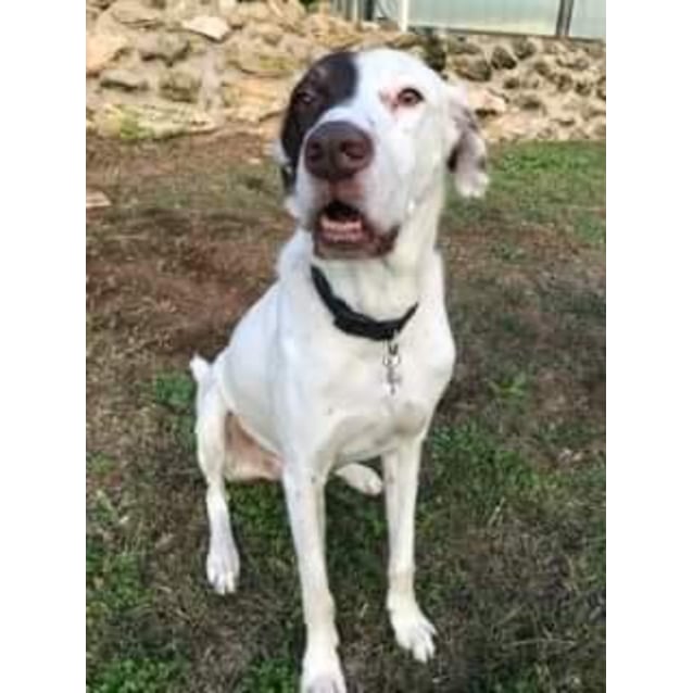 Scooby Hd18 033 Large Male German Shorthaired Pointer Mix Dog In