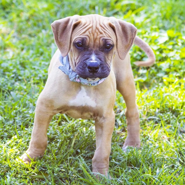 Penelope Mastiff x Boxer puppy (On Trial 15/9/18 Medium Female