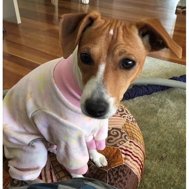 Milly our lap dog Small Female Italian Greyhound x Jack Russell