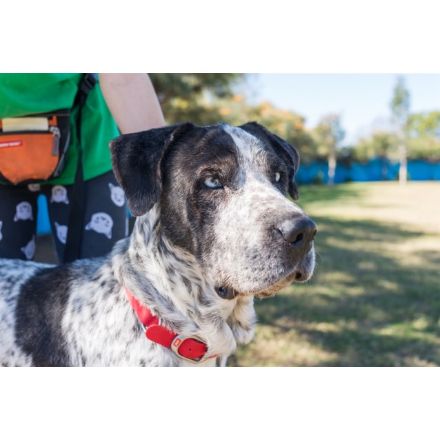 great dane german shorthaired pointer mix