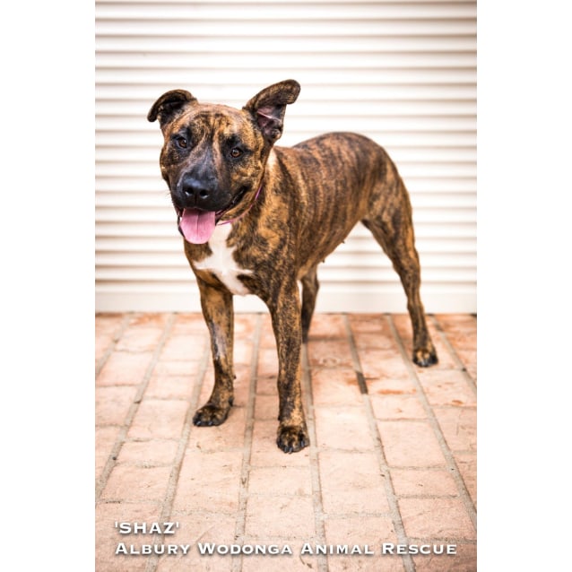 brindle staffy cross