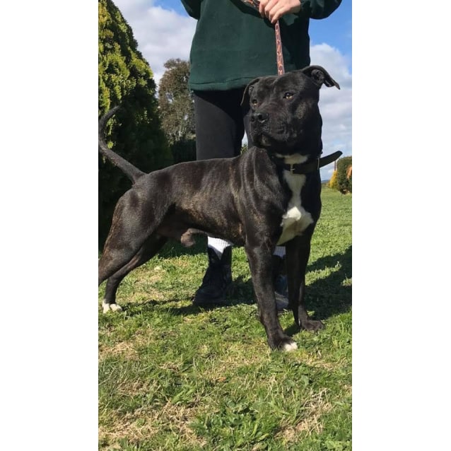amstaff cane corso mix