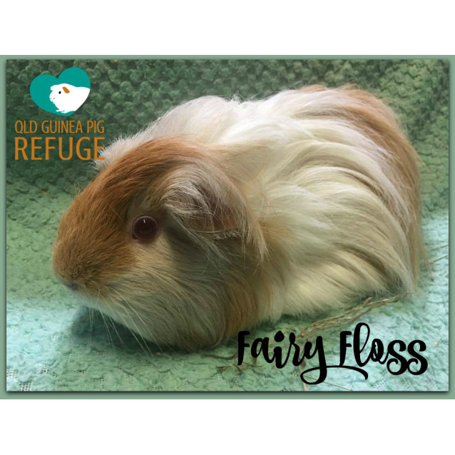 Fairy Floss Female Long Hair Sheltie Guinea Pig In Qld Petrescue