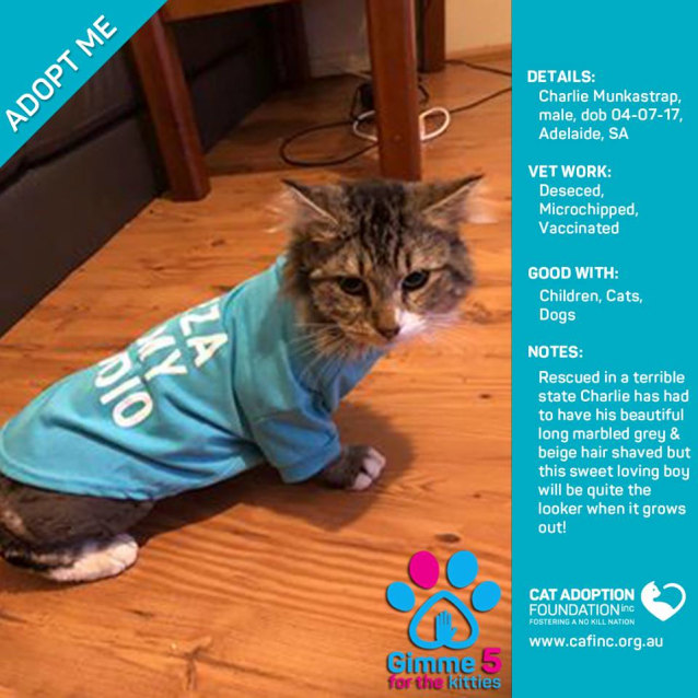 Charlie Munkastrap Male Domestic Short Hair Cat In Sa Petrescue