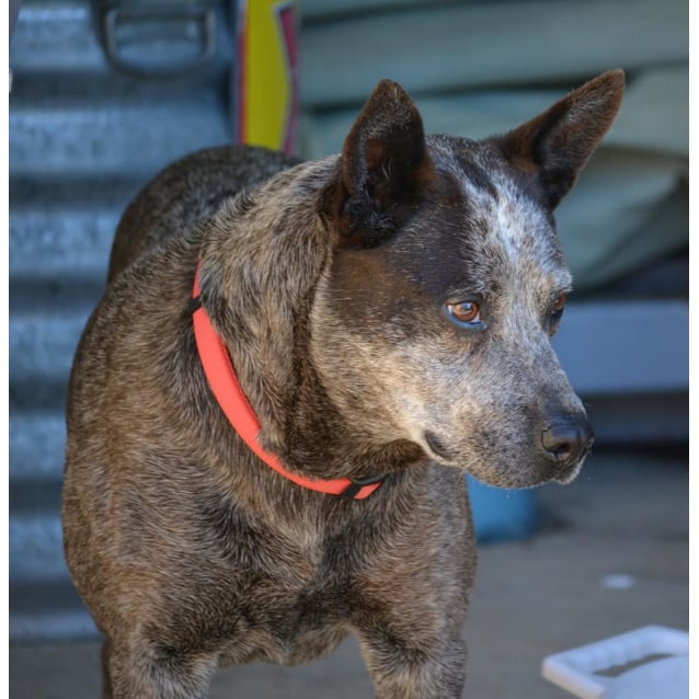 Bluey - Medium Male Australian Cattle Dog Dog in QLD - PetRescue