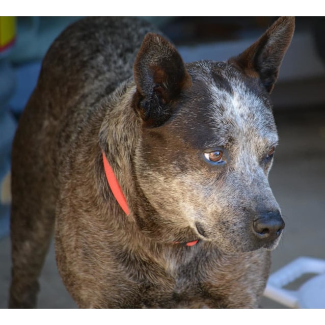 Bluey - Medium Male Australian Cattle Dog Dog in QLD - PetRescue