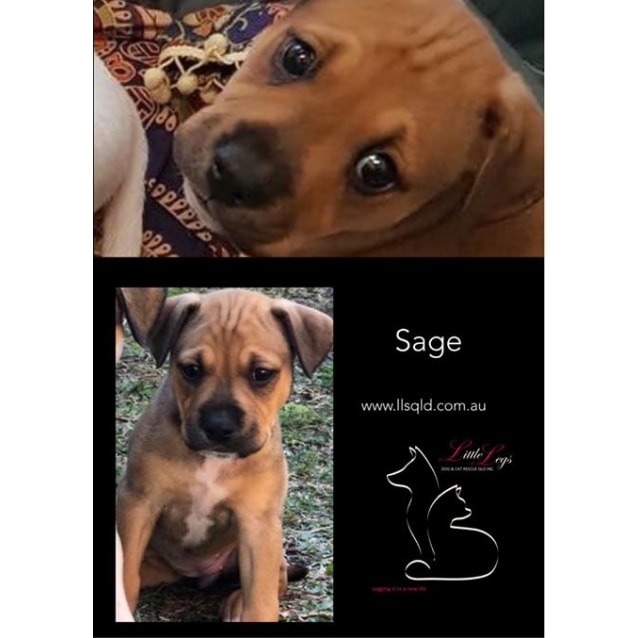 Sage Medium Female Mastiff X Rhodesian Ridgeback X Staffy X Wolfhound Dog In Qld Petrescue