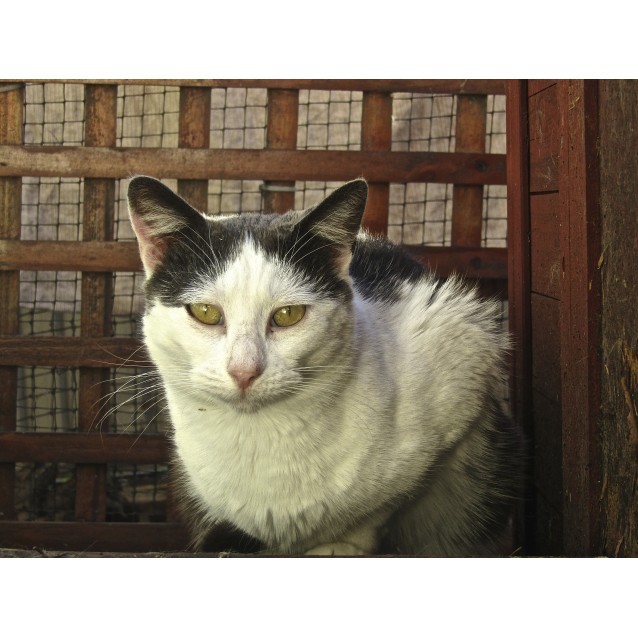 Jasper Male Russian Blue Cat In NSW PetRescue