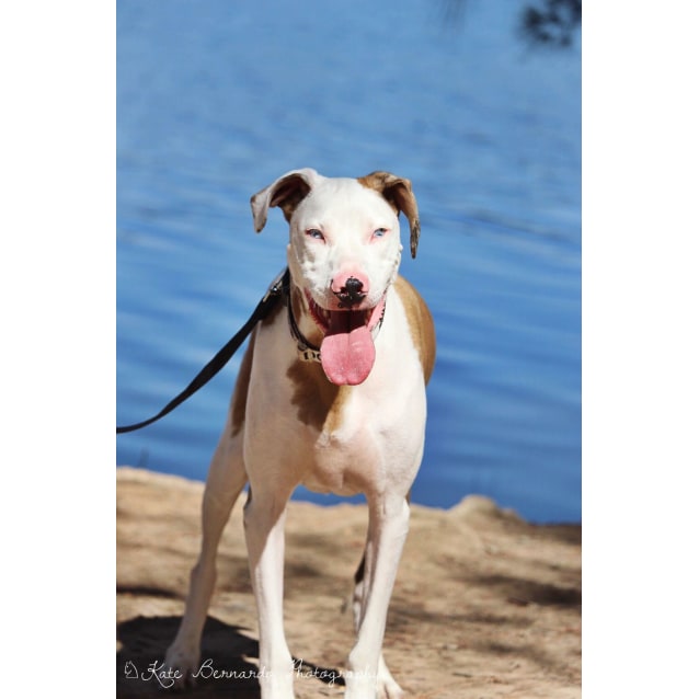 catahoula greyhound mix