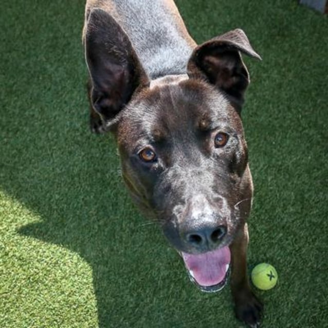 Shaq 902820 Large Male German Shepherd x Staffordshire Bull Terrier Dog in VIC PetRescue