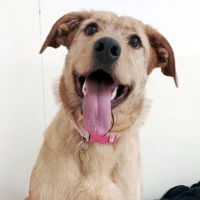 Maggie Large Female Golden Retriever x Irish Wolfhound Mix Dog in VIC