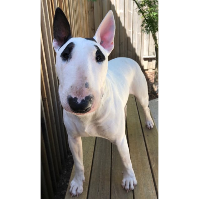 foster terrier dog