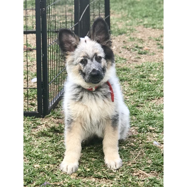 german shepherd x cattle dog