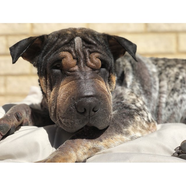 shar pei heeler mix