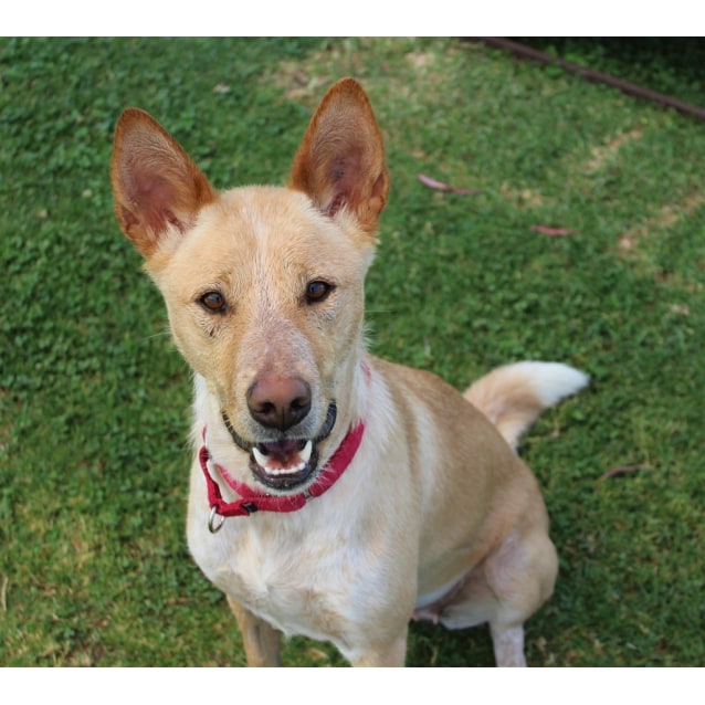 dingo heeler mix