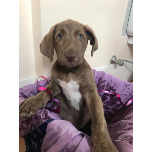 bull arab cross labrador