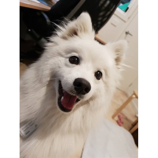 Yuki - Small Female Japanese Spitz Mix Dog in VIC - PetRescue