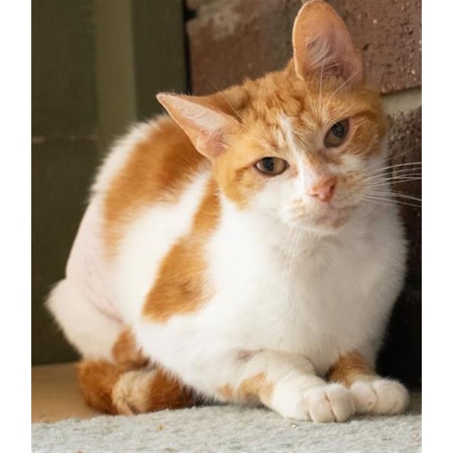 Kitty Cat Female Domestic Short Hair Mix Cat In Sa Petrescue
