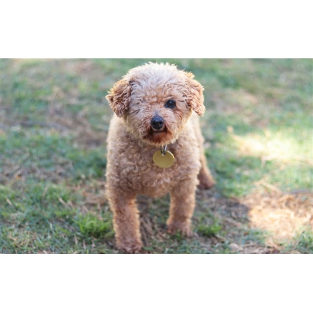 rescue toy poodles for adoption