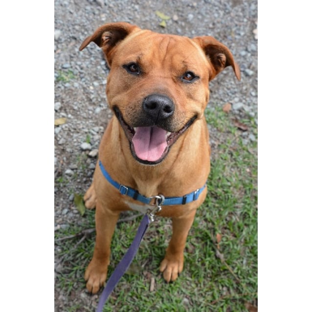 rhodesian rottweiler mix